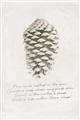 Picture of Pinecone Tidings I _GroupedProduct_Rectangle_Portrait_Unframed_Print_Only_
