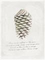 Picture of Pinecone Tidings I _GroupedProduct_Rectangle_Portrait_Unframed_Print_Only_