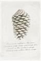 Picture of Pinecone Tidings I _GroupedProduct_Rectangle_Portrait_Unframed_Print_Only_