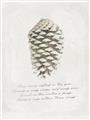 Picture of Pinecone Tidings I _GroupedProduct_Rectangle_Portrait_Unframed_Print_Only_
