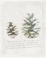 Picture of Pinecone Tidings II _GroupedProduct_Rectangle_Portrait_Unframed_Print_Only_