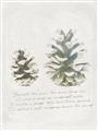 Picture of Pinecone Tidings II _GroupedProduct_Rectangle_Portrait_Unframed_Print_Only_