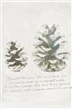 Picture of Pinecone Tidings II _GroupedProduct_Rectangle_Portrait_Unframed_Print_Only_