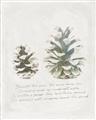 Picture of Pinecone Tidings II _GroupedProduct_Rectangle_Portrait_Unframed_Print_Only_