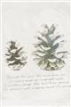 Picture of Pinecone Tidings II _GroupedProduct_Rectangle_Portrait_Unframed_Print_Only_