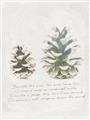 Picture of Pinecone Tidings II _GroupedProduct_Rectangle_Portrait_Unframed_Print_Only_