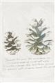 Picture of Pinecone Tidings II _GroupedProduct_Rectangle_Portrait_Unframed_Print_Only_