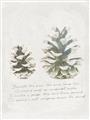 Picture of Pinecone Tidings II _GroupedProduct_Rectangle_Portrait_Unframed_Print_Only_