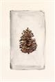 Picture of Nature's Holiday Charm II _GroupedProduct_Rectangle_Portrait_Unframed_Print_Only_