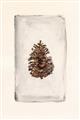Picture of Nature's Holiday Charm II _GroupedProduct_Rectangle_Portrait_Unframed_Print_Only_