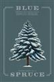 Picture of Blue Spruce _GroupedProduct_Rectangle_Portrait_Unframed_Print_Only_