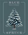 Picture of Blue Spruce _GroupedProduct_Rectangle_Portrait_Unframed_Print_Only_