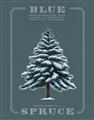 Picture of Blue Spruce _GroupedProduct_Rectangle_Portrait_Unframed_Print_Only_