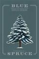 Picture of Blue Spruce _GroupedProduct_Rectangle_Portrait_Unframed_Print_Only_