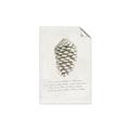 Picture of Pinecone Tidings I _GroupedProduct_Rectangle_Portrait_Unframed_Print_Only_