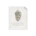 Picture of Pinecone Tidings I _GroupedProduct_Rectangle_Portrait_Unframed_Print_Only_