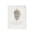 Picture of Pinecone Tidings I _GroupedProduct_Rectangle_Portrait_Unframed_Print_Only_