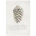 Picture of Pinecone Tidings I _GroupedProduct_Rectangle_Portrait_Unframed_Print_Only_