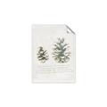 Picture of Pinecone Tidings II _GroupedProduct_Rectangle_Portrait_Unframed_Print_Only_
