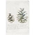 Picture of Pinecone Tidings II _GroupedProduct_Rectangle_Portrait_Unframed_Print_Only_