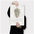 Picture of Pinecone Tidings I _GroupedProduct_Rectangle_Portrait_Canvas_