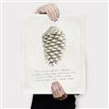 Picture of Pinecone Tidings I _GroupedProduct_Rectangle_Portrait_Canvas_