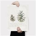 Picture of Pinecone Tidings II _GroupedProduct_Rectangle_Portrait_Canvas_