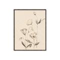Picture of The Language of Petals II _GroupedProduct_Rectangle_Portrait_Canvas_Framed_