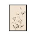 Picture of The Language of Petals II _GroupedProduct_Rectangle_Portrait_Framed_Matted_