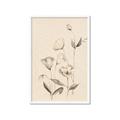 Picture of The Language of Petals II _GroupedProduct_Rectangle_Portrait_Framed_Matted_