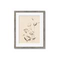 Picture of The Language of Petals II _GroupedProduct_Rectangle_Portrait_Framed_Matted_