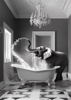 Picture of Joyful Elephant Bath Time