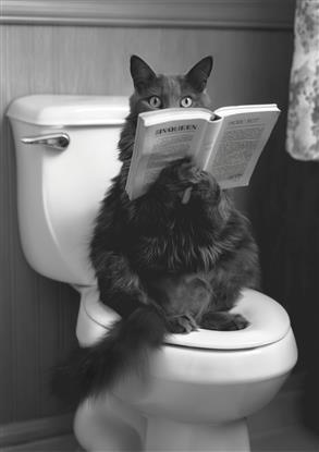 Picture of Kitty Cat Throne Room