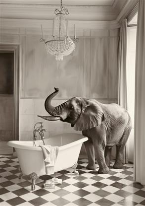 Picture of Luxuary Elephant