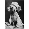 Picture of Spa Day Pooch _GroupedProduct_Rectangle_Portrait_Canvas_Framed_