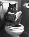 Picture of Plus Size Kitty on the Loo _GroupedProduct_Rectangle_Portrait_Unframed_Print_Only_