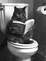 Picture of Plus Size Kitty on the Loo _GroupedProduct_Rectangle_Portrait_Unframed_Print_Only_