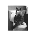 Picture of Kitty Cat Throne Room _GroupedProduct_Rectangle_Portrait_Unframed_Print_Only_