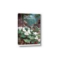 Picture of White Trillium _GroupedProduct_Rectangle_Portrait_Canvas_