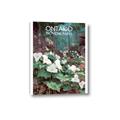 Picture of White Trillium _GroupedProduct_Rectangle_Portrait_Canvas_