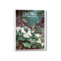 Picture of White Trillium _GroupedProduct_Rectangle_Portrait_Canvas_