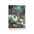 Picture of White Trillium _GroupedProduct_Rectangle_Portrait_Canvas_