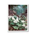 Picture of White Trillium _GroupedProduct_Rectangle_Portrait_Canvas_