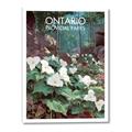 Picture of White Trillium _GroupedProduct_Rectangle_Portrait_Canvas_