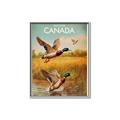 Picture of Canadian Mallard  _GroupedProduct_Rectangle_Portrait_Canvas_Framed_