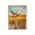 Picture of Canadian Mallard  _GroupedProduct_Rectangle_Portrait_Canvas_Framed_