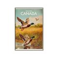 Picture of Canadian Mallard  _GroupedProduct_Rectangle_Portrait_Canvas_Framed_