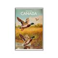 Picture of Canadian Mallard  _GroupedProduct_Rectangle_Portrait_Canvas_Framed_