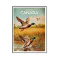 Picture of Canadian Mallard  _GroupedProduct_Rectangle_Portrait_Canvas_Framed_
