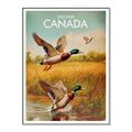 Picture of Canadian Mallard  _GroupedProduct_Rectangle_Portrait_Canvas_Framed_